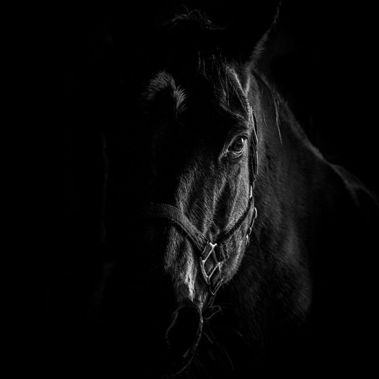 Schwarzes Pferd mit Halfter, Titelbild für Tierphysio